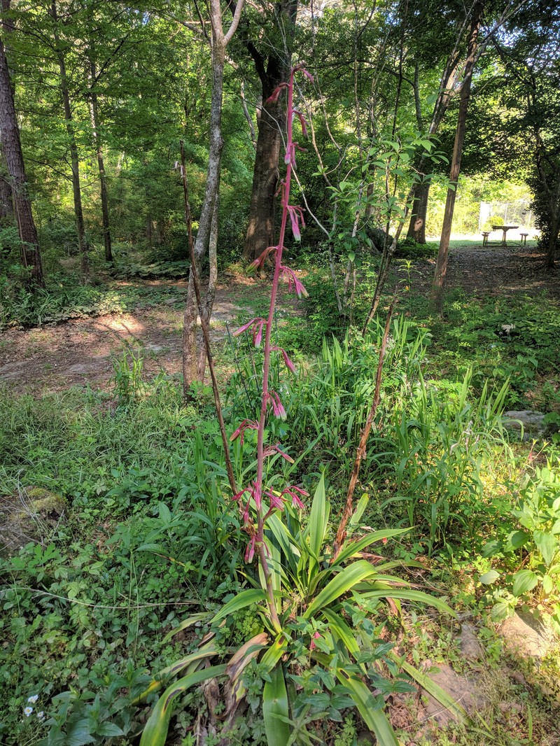 False Aloe photo 2