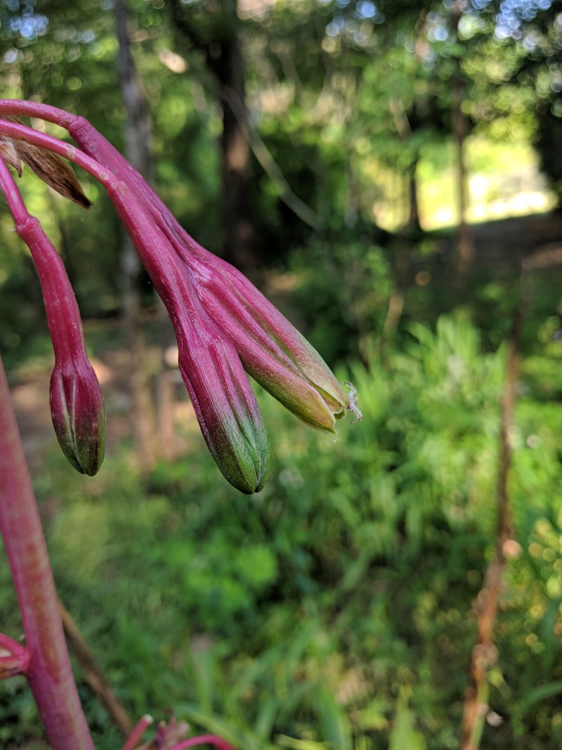 False Aloe photo 3