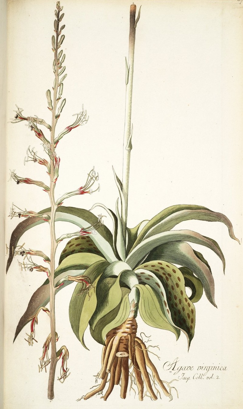 False Aloe photo 4