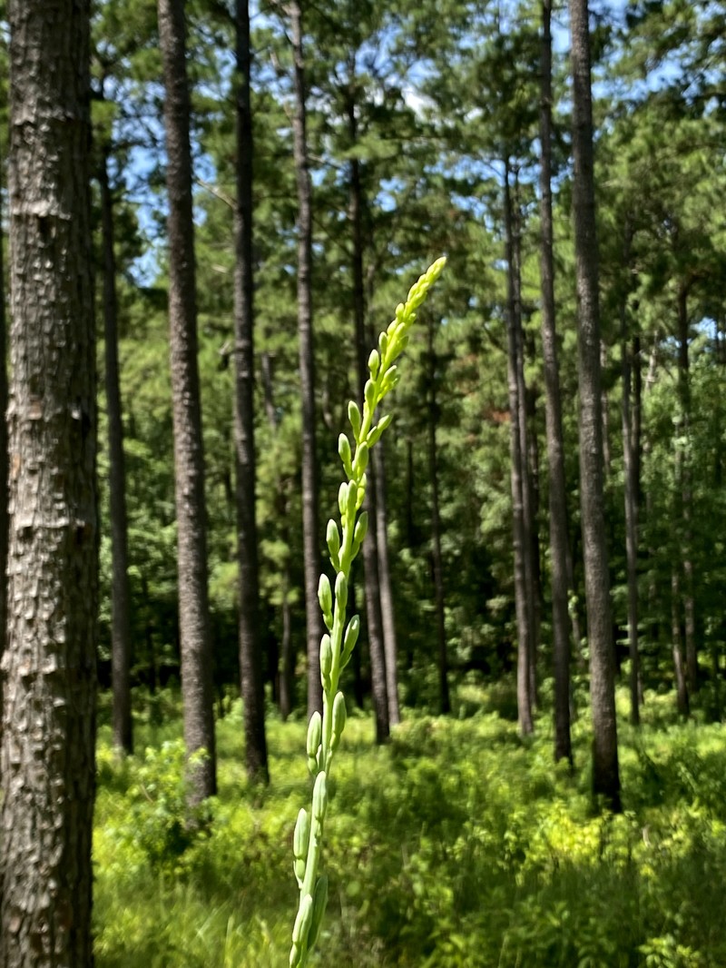 False Aloe photo 5