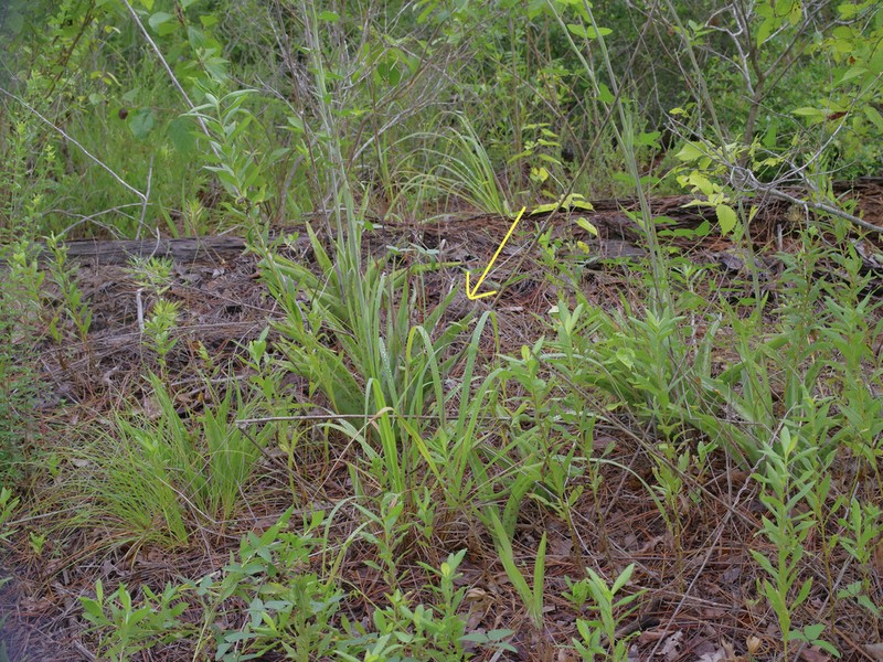 False Aloe photo 3