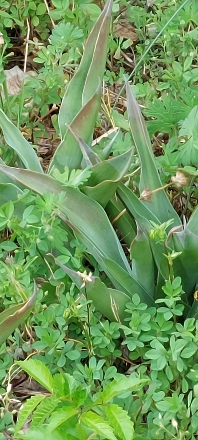 False Aloe photo 5
