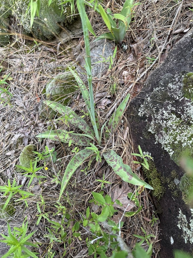 False Aloe photo 7