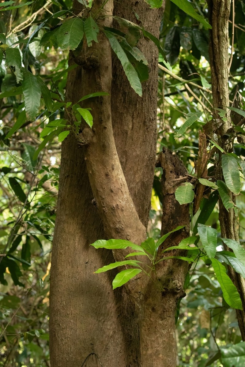 Mangifera dongnaiensis