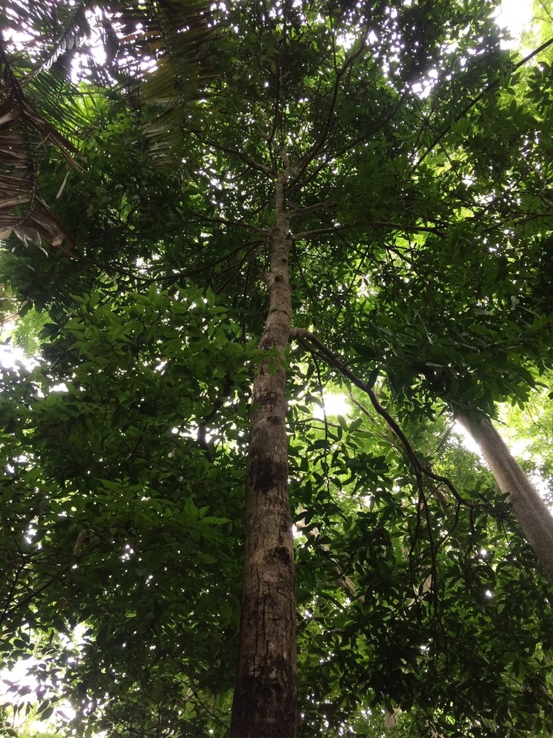 Mangifera dongnaiensis photo 2