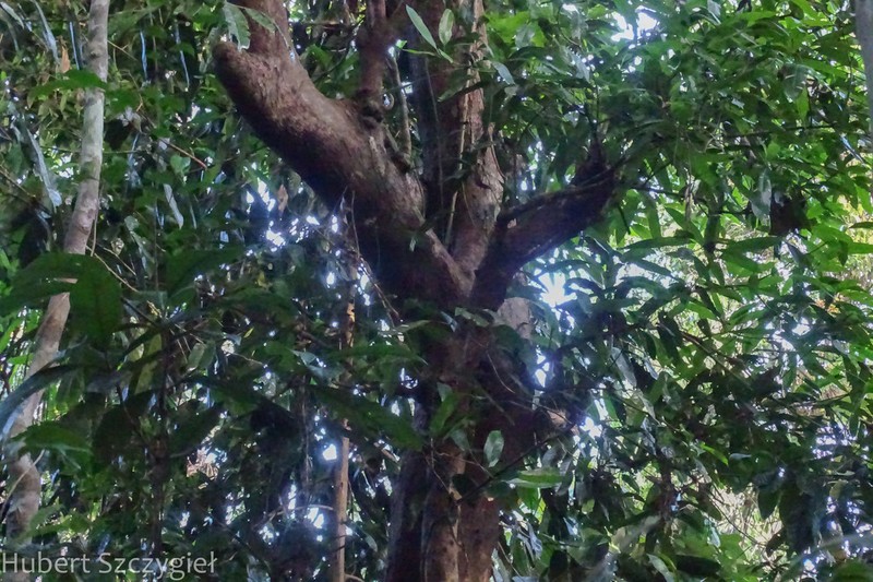 Mangifera dongnaiensis photo 3
