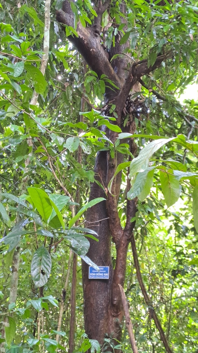 Mangifera dongnaiensis photo 4