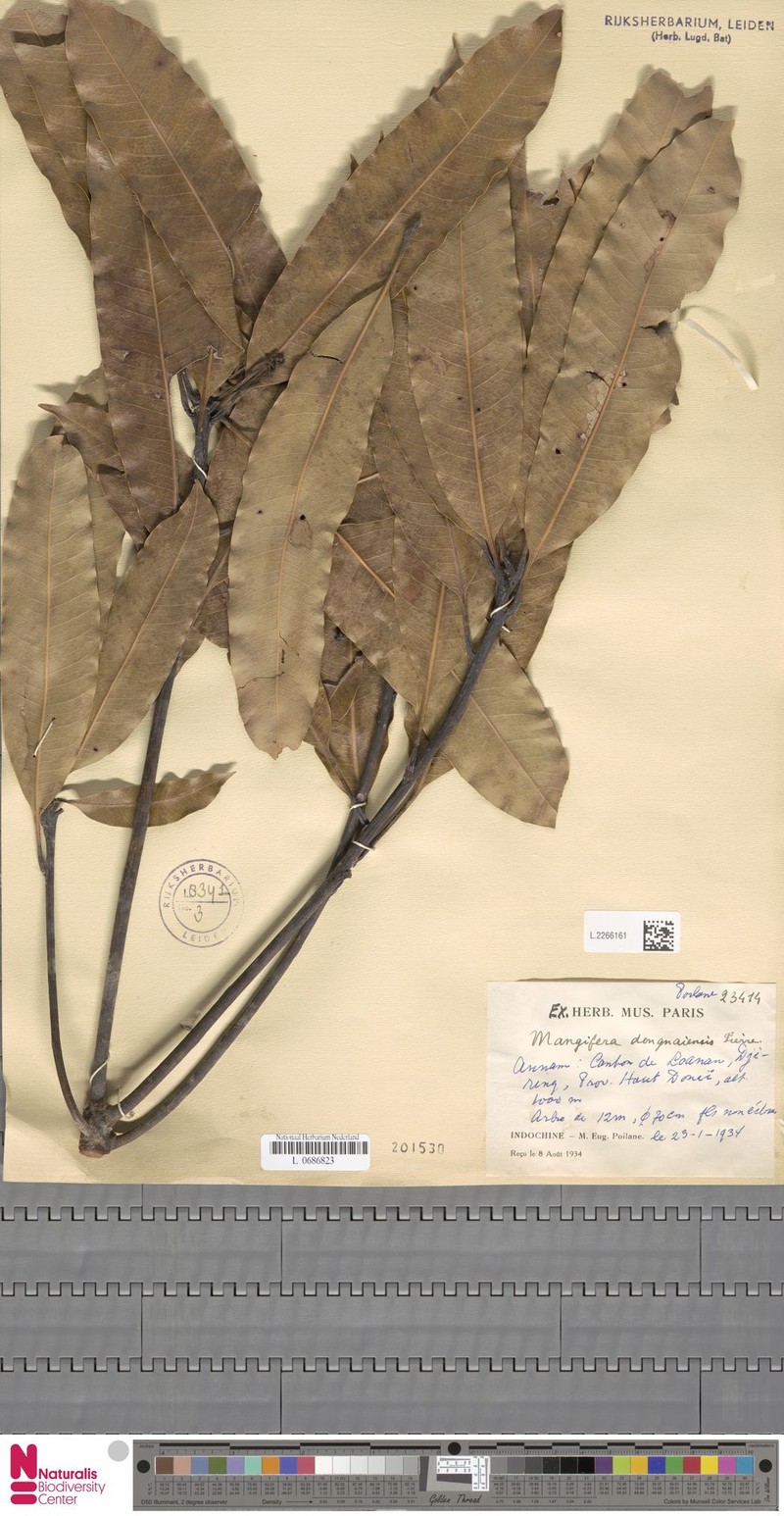 Mangifera dongnaiensis photo 5