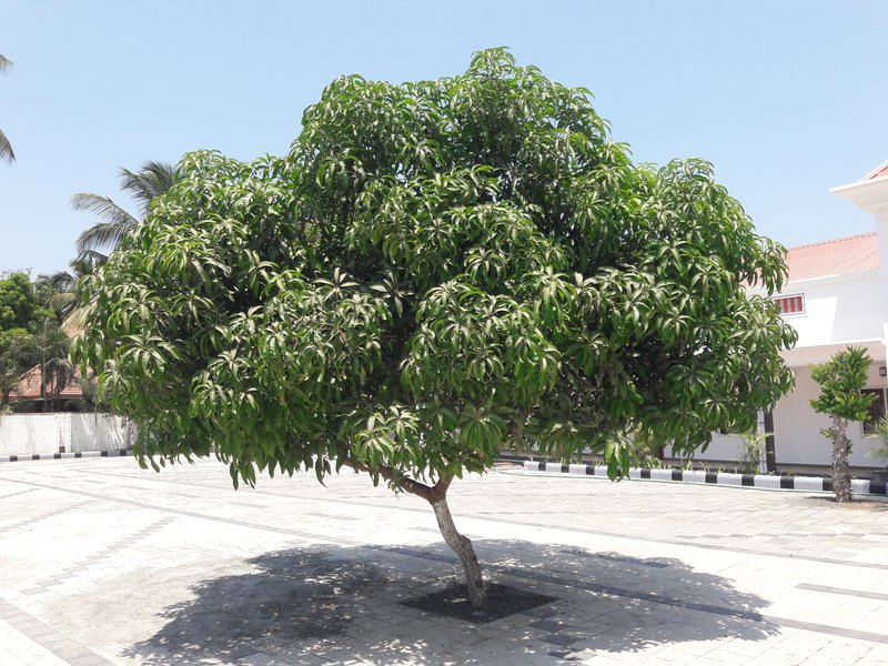 Mango photo 2
