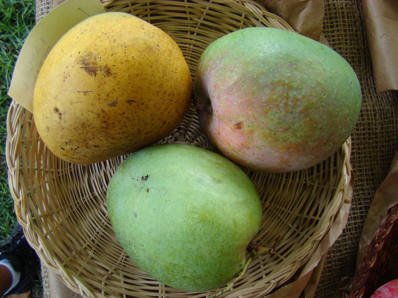 Mango photo 5