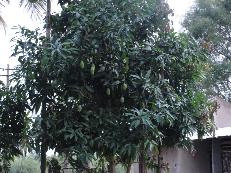 Mango photo 6