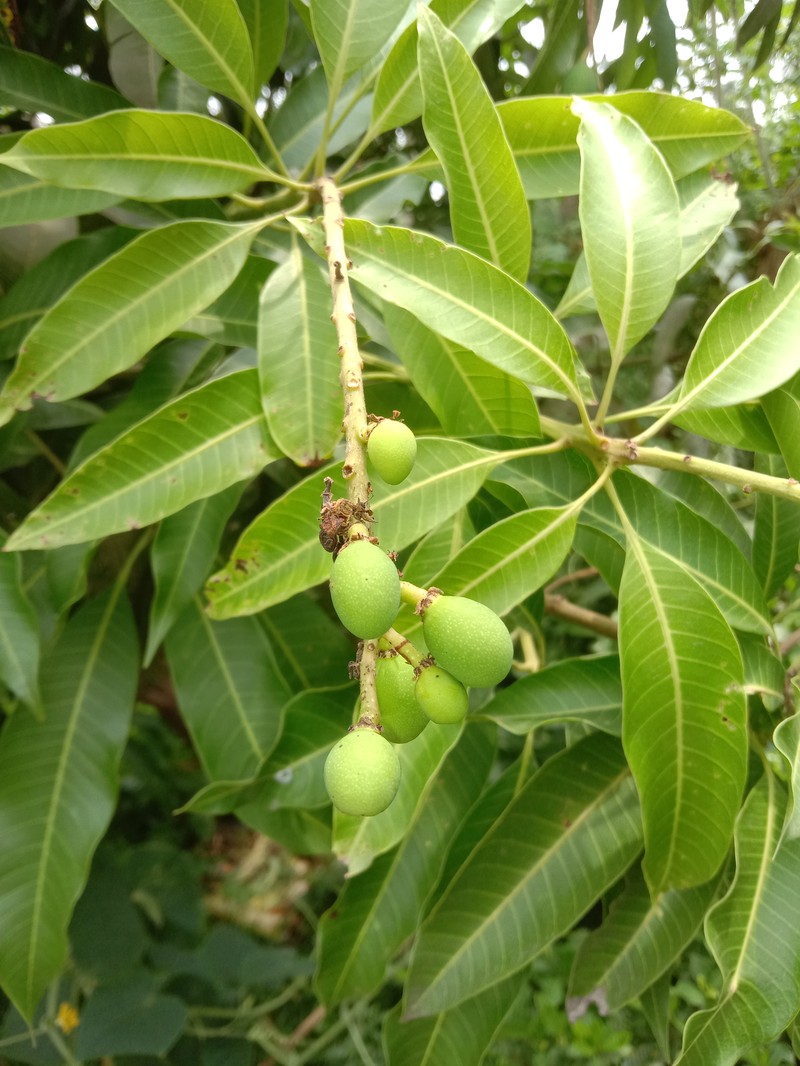 Mango photo 8