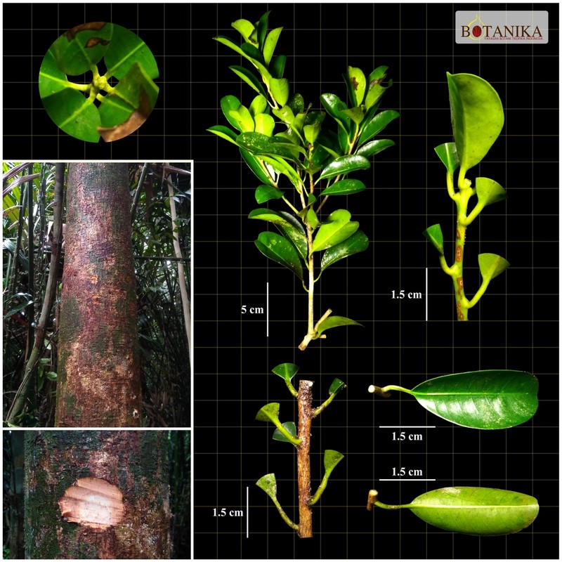 Mangifera paludosa