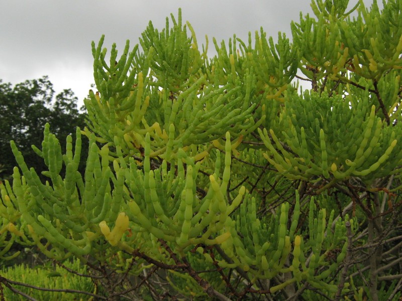 Mangleticornia ecuadorensis