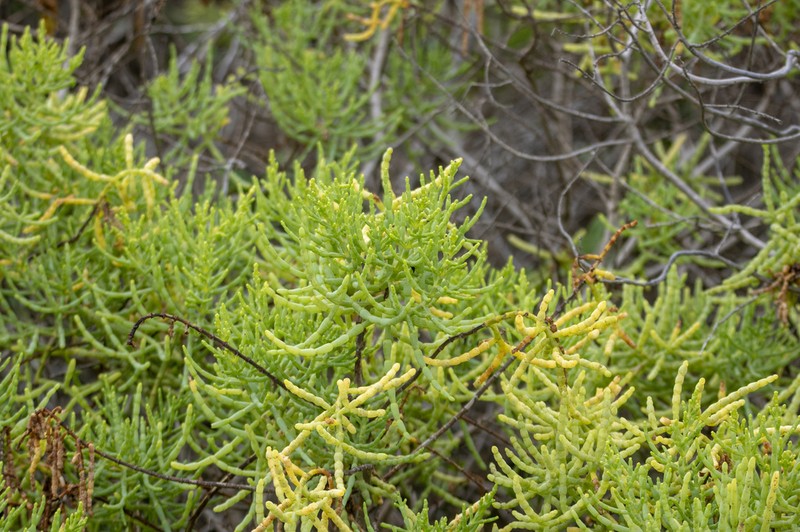 Mangleticornia ecuadorensis photo 2
