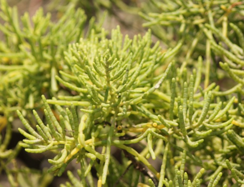 Mangleticornia ecuadorensis photo 3