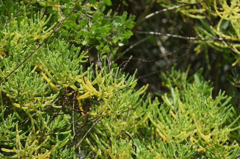 Mangleticornia ecuadorensis photo 4