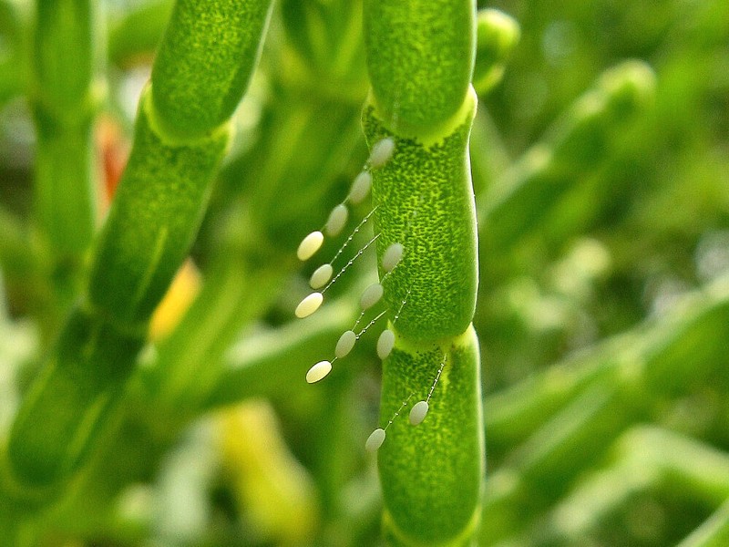 Mangleticornia ecuadorensis photo 5