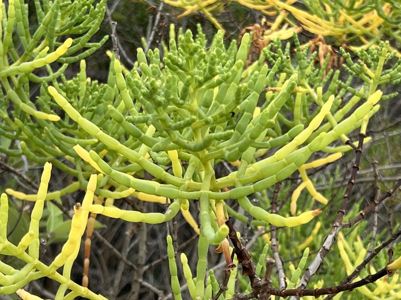 Mangleticornia ecuadorensis photo 6