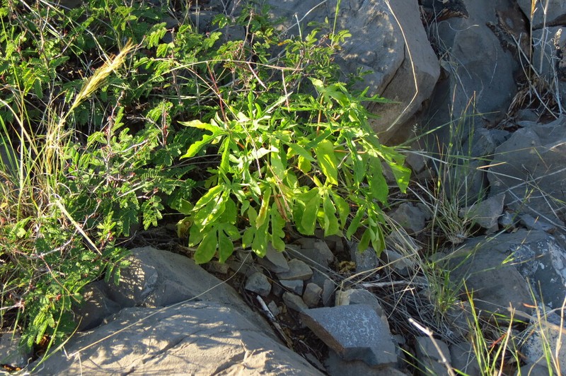 Desertmountain Manihot photo 5