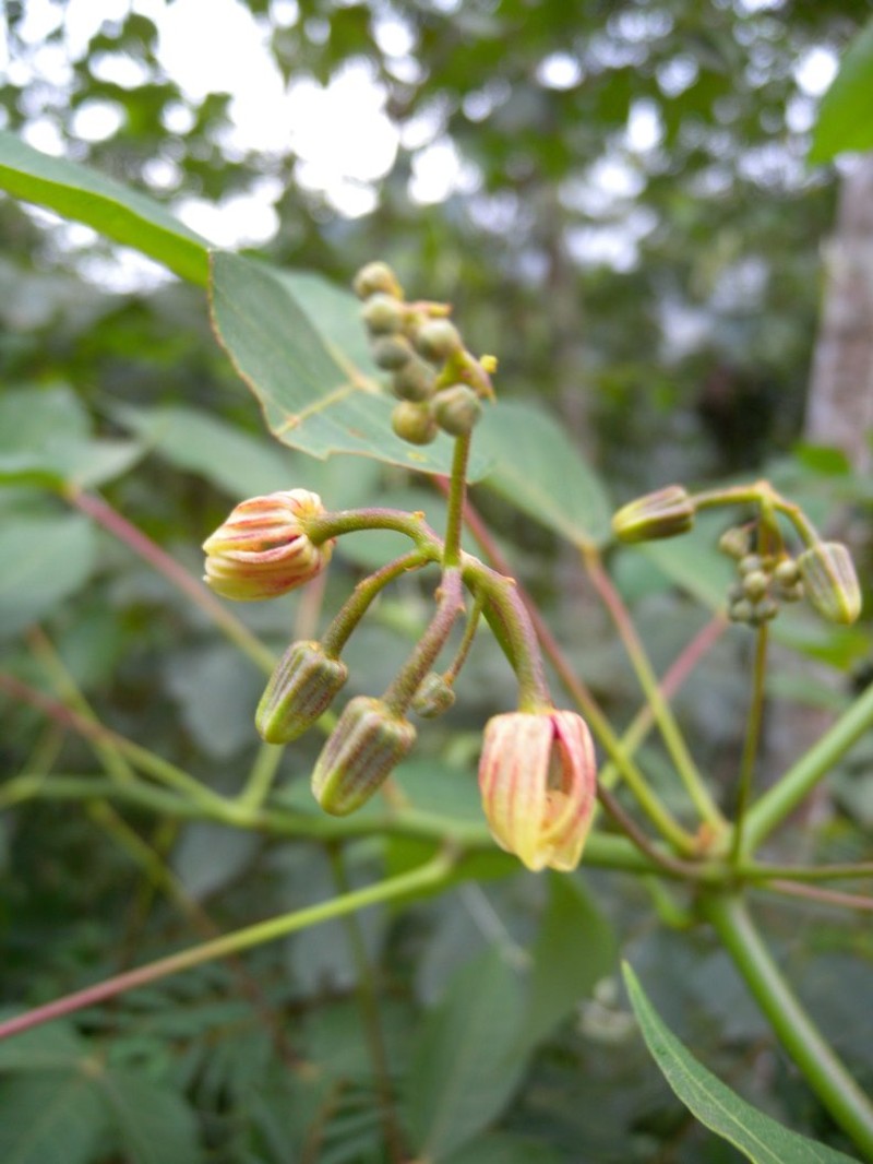 Manihot australis