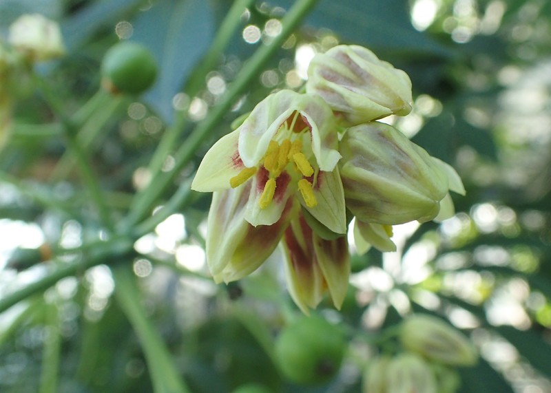 Manihot carthagenensis photo 4