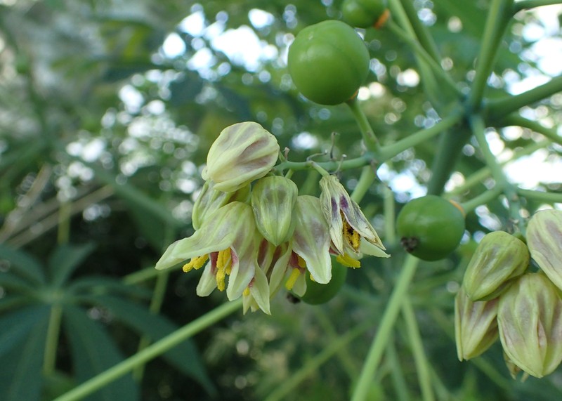 Manihot carthagenensis photo 5