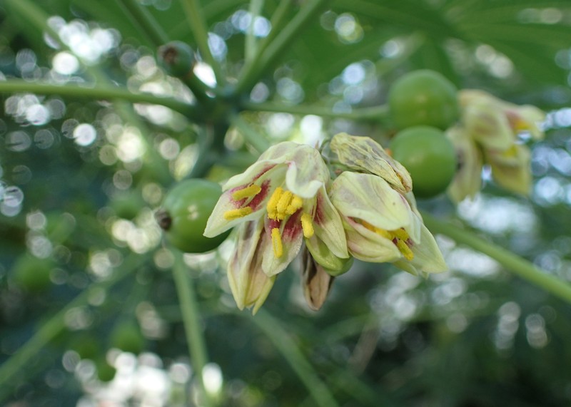 Manihot carthagenensis photo 2