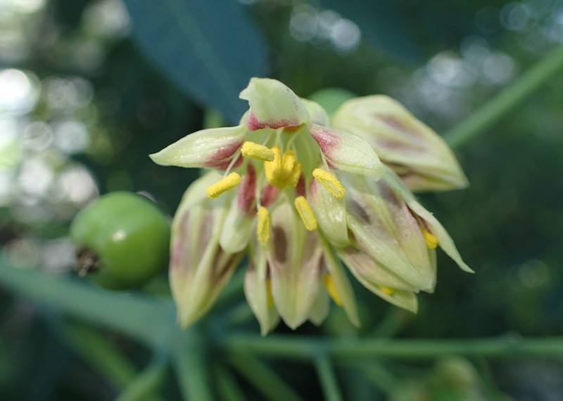 Manihot carthagenensis
