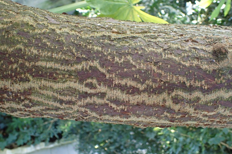 Manihot carthagenensis photo 3