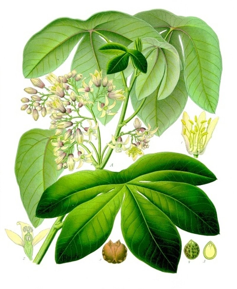 Manihot carthagenensis photo 8