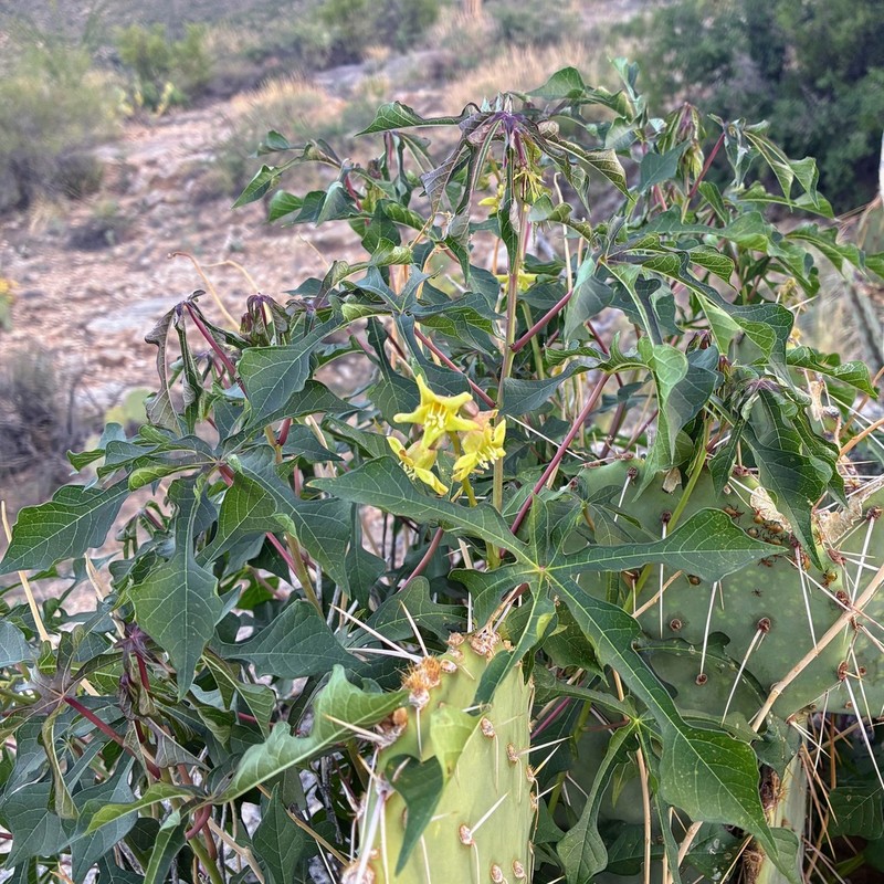 Arizona Manihot photo 6