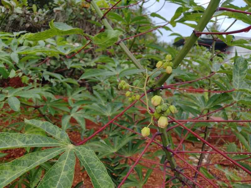Cassava photo 3