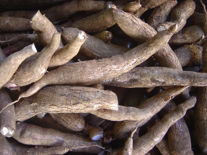 Cassava photo 4