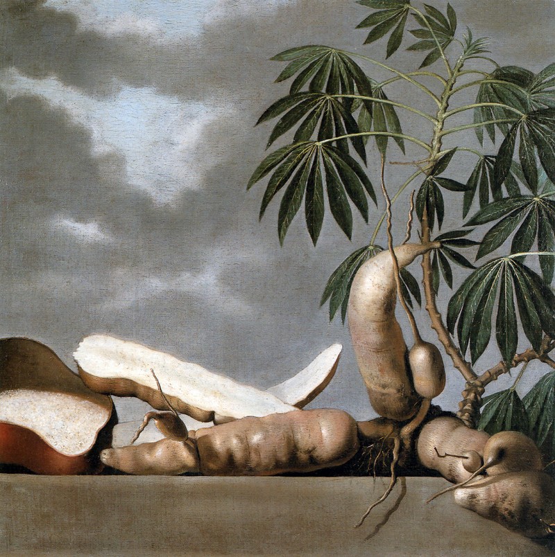 Cassava photo 7