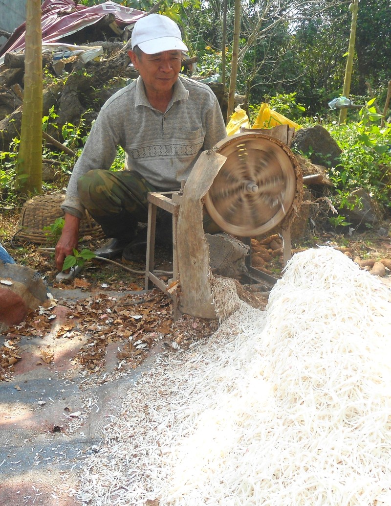 Cassava photo 8