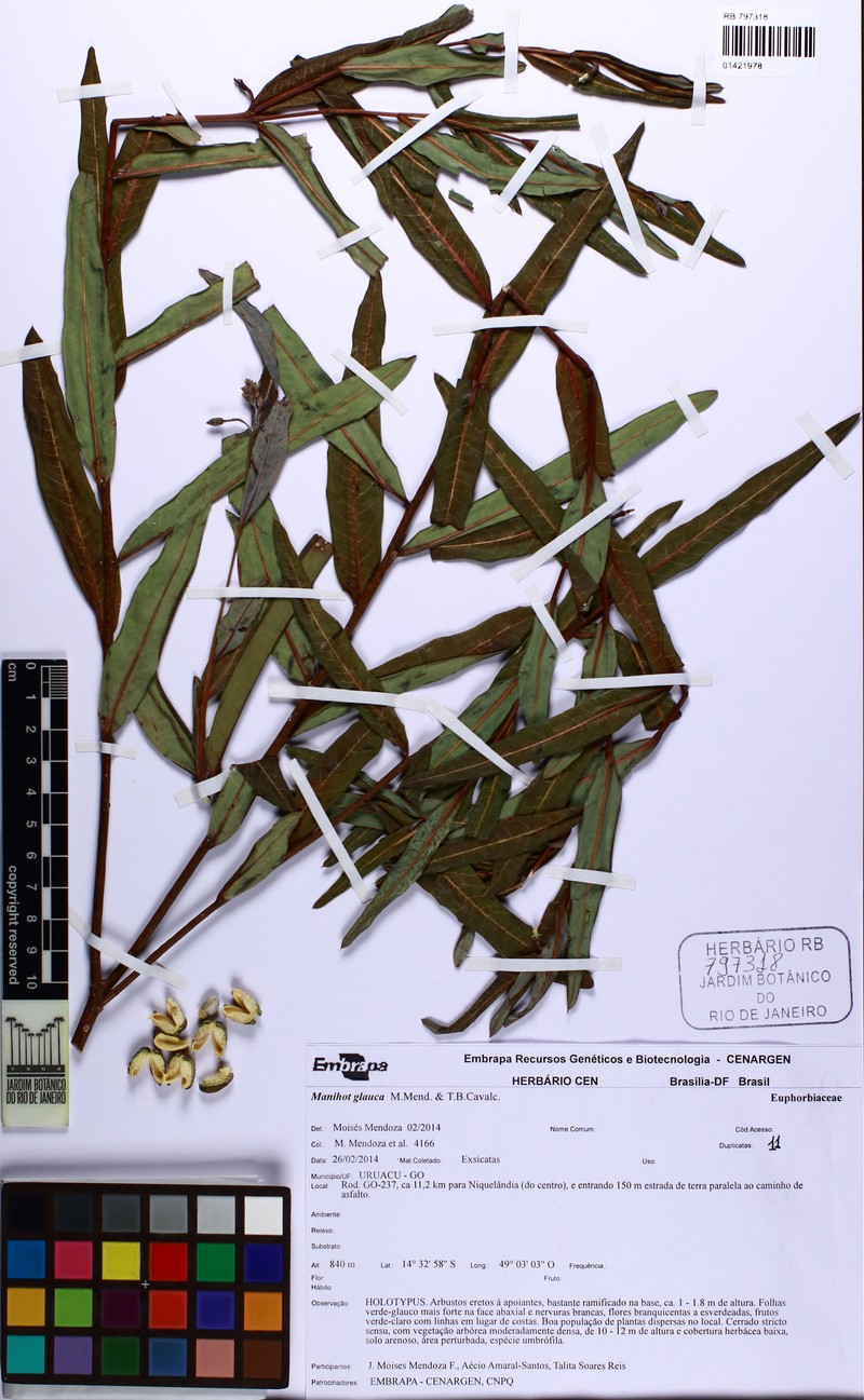 Manihot glauca