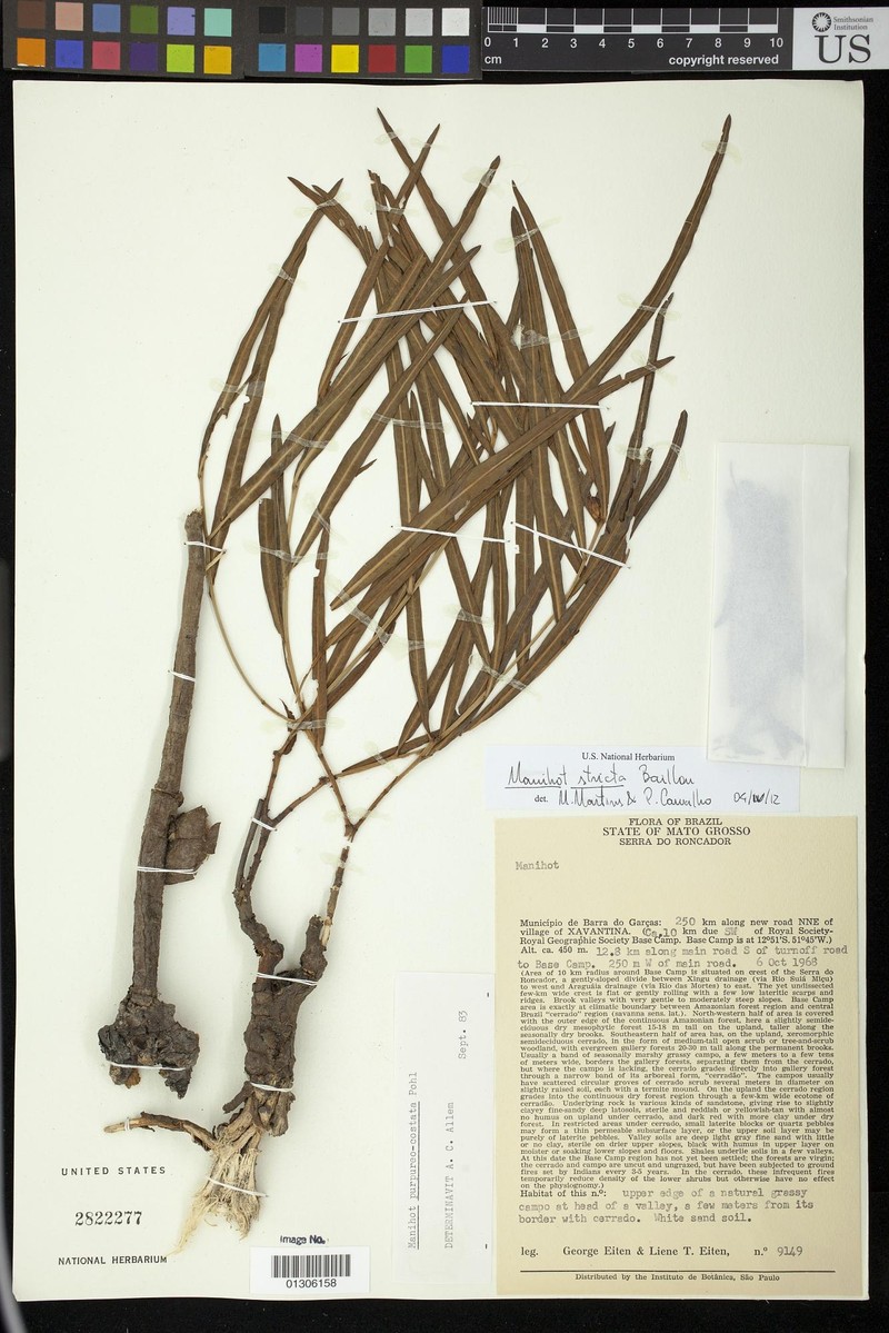Manihot graminiformis