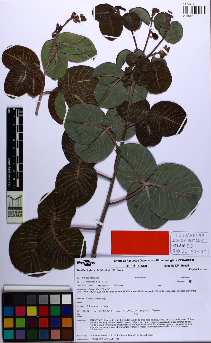 Manihot inflexa