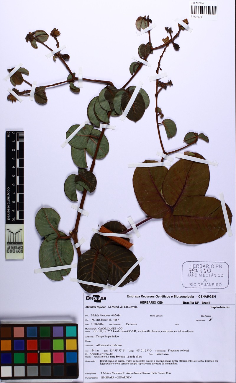 Manihot inflexa photo 3