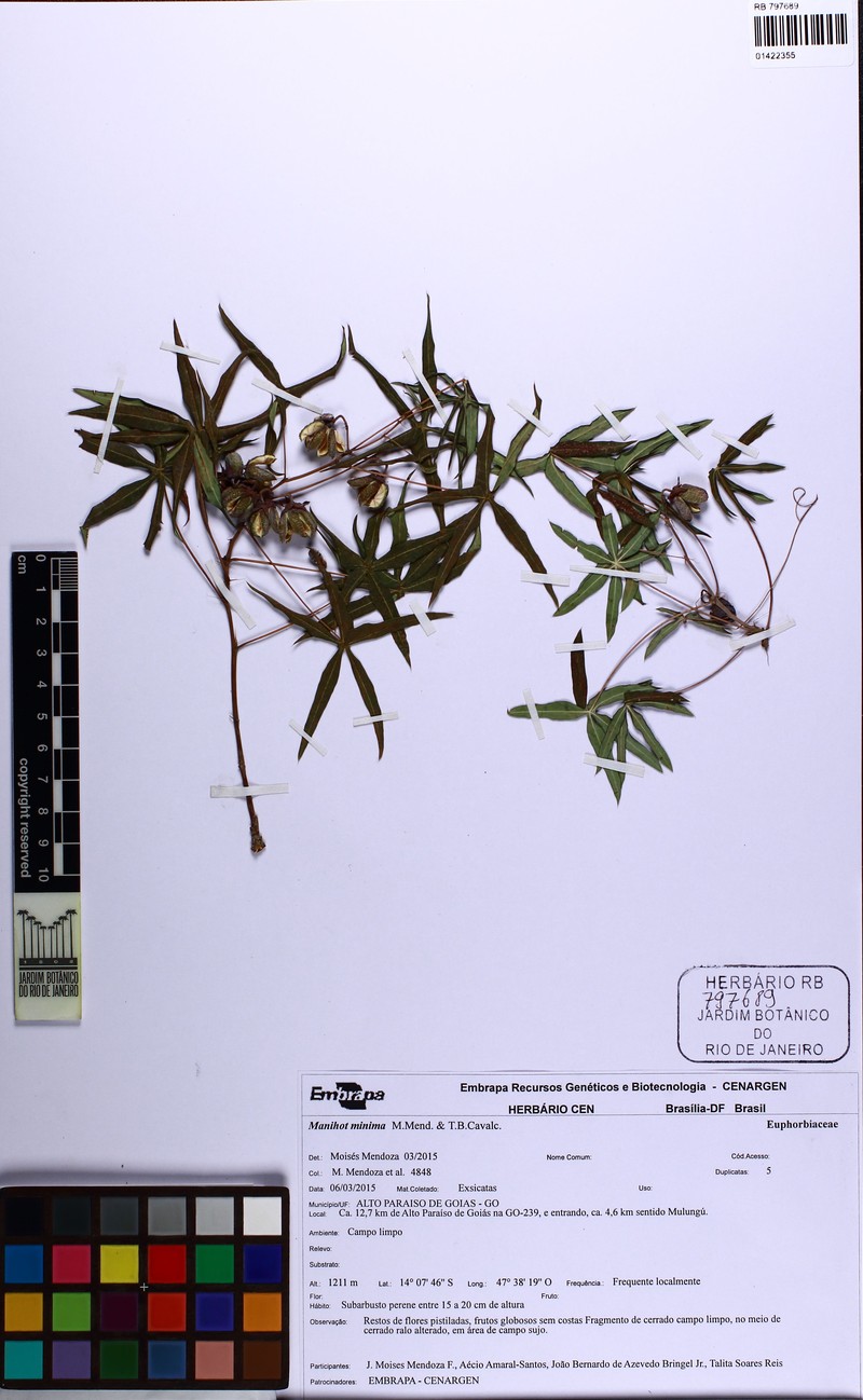 Manihot minima