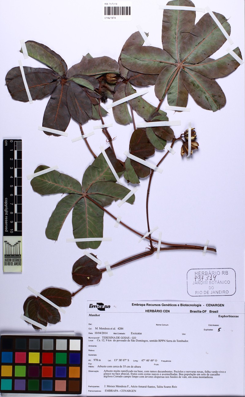 Manihot purpurea