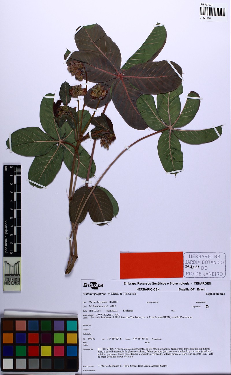 Manihot purpurea photo 2