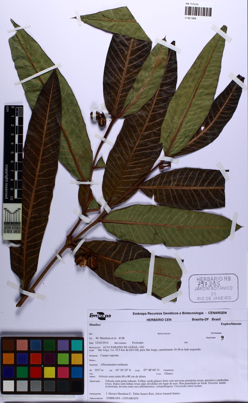 Manihot robusta
