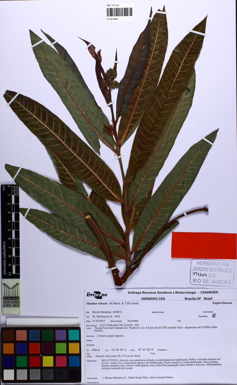 Manihot robusta photo 2