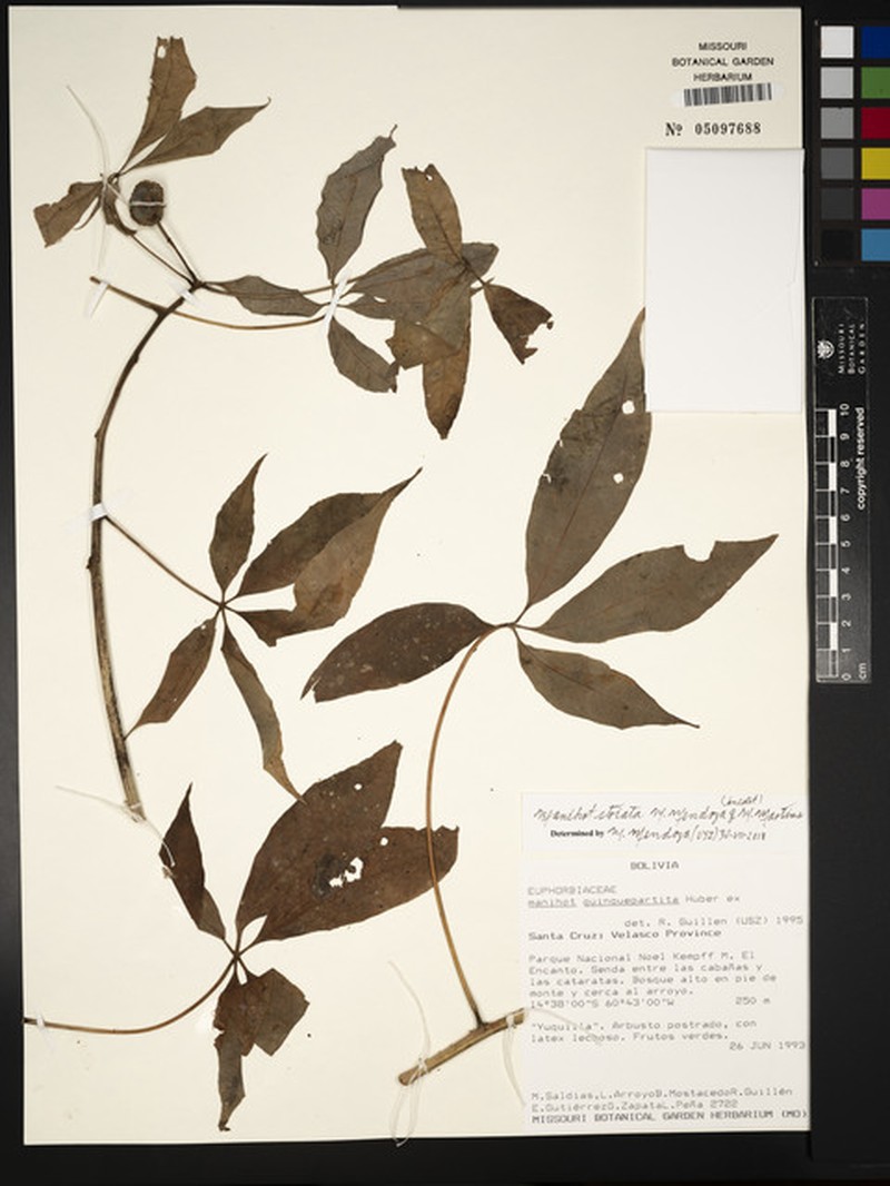 Manihot striata