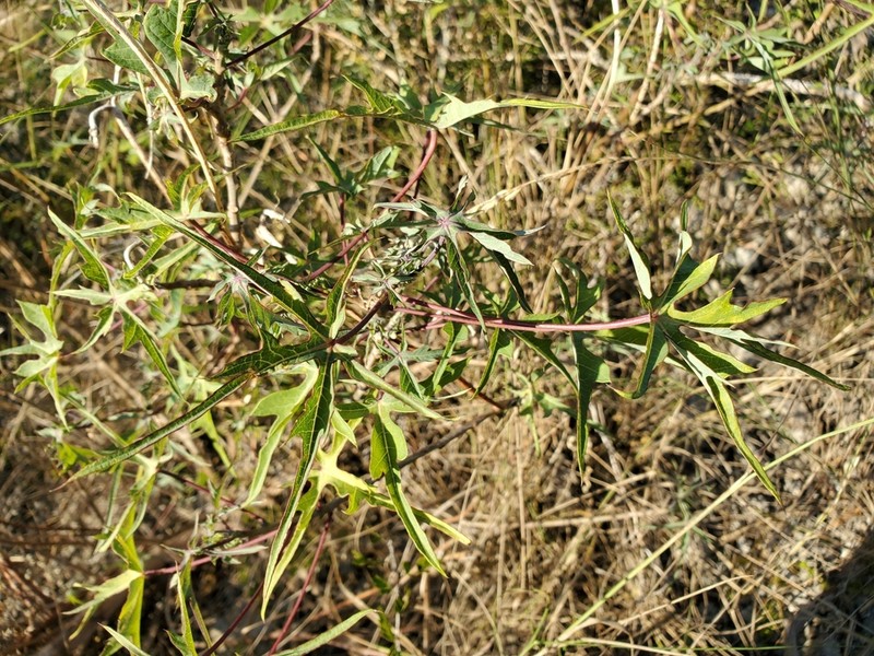 Spiked Manihot photo 3