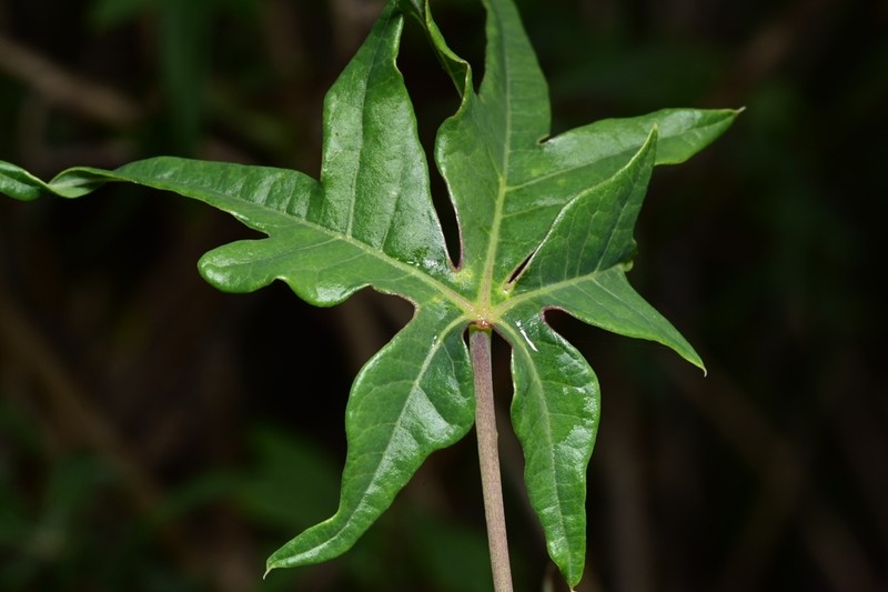 Spiked Manihot photo 4