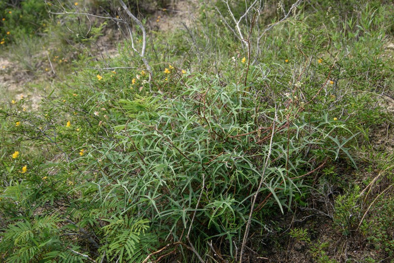 Spiked Manihot photo 7