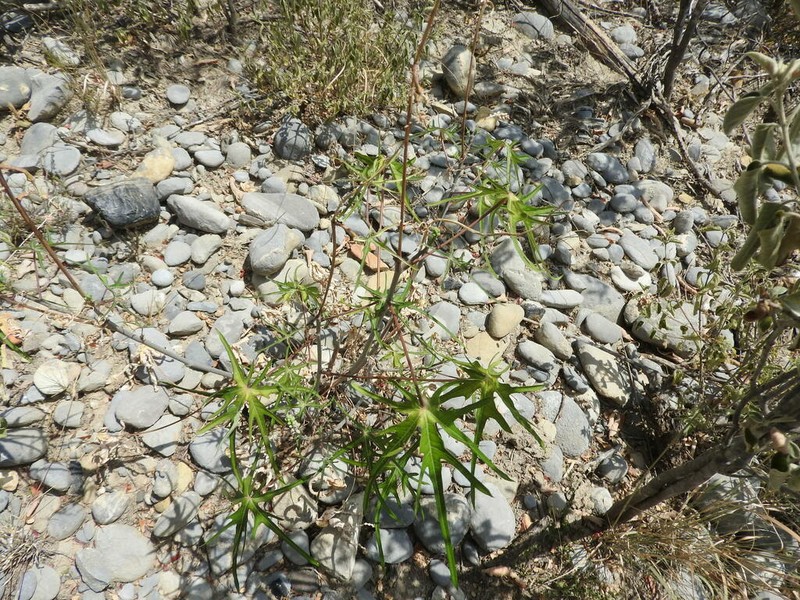 Spiked Manihot photo 8